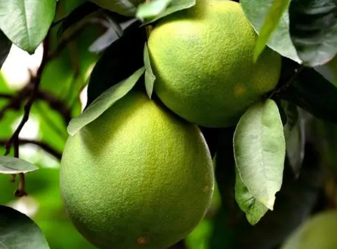 柚子，大量出售零售批发，零售一件也发货4个装88元