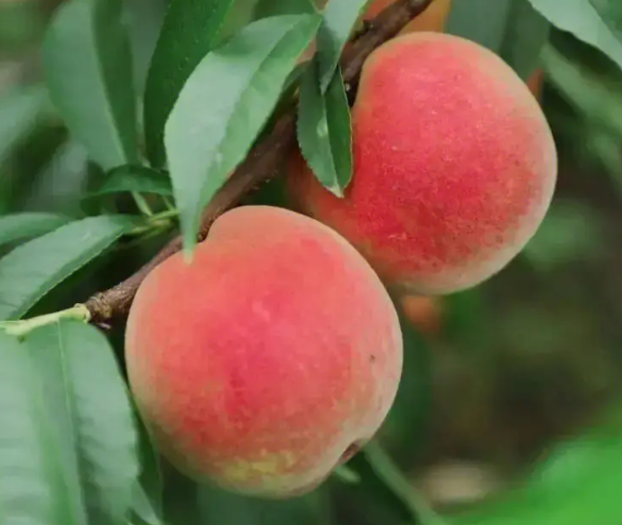 桃子，脆桃，基地直发，零售批发，10斤包邮