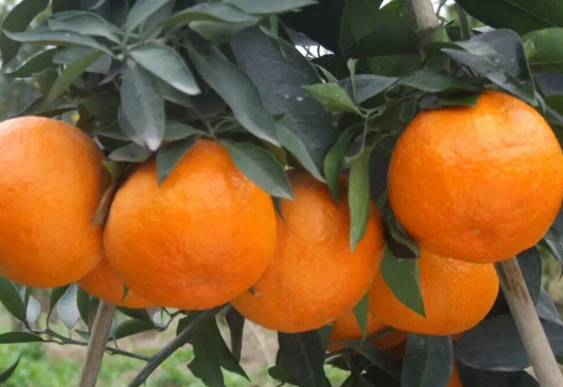 生态柑橘，大雅，不知火，耙耙柑，零售批发