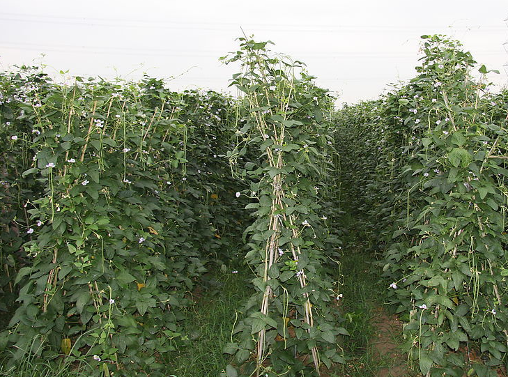 基地蔬菜产销，量大优惠，产地价格销售