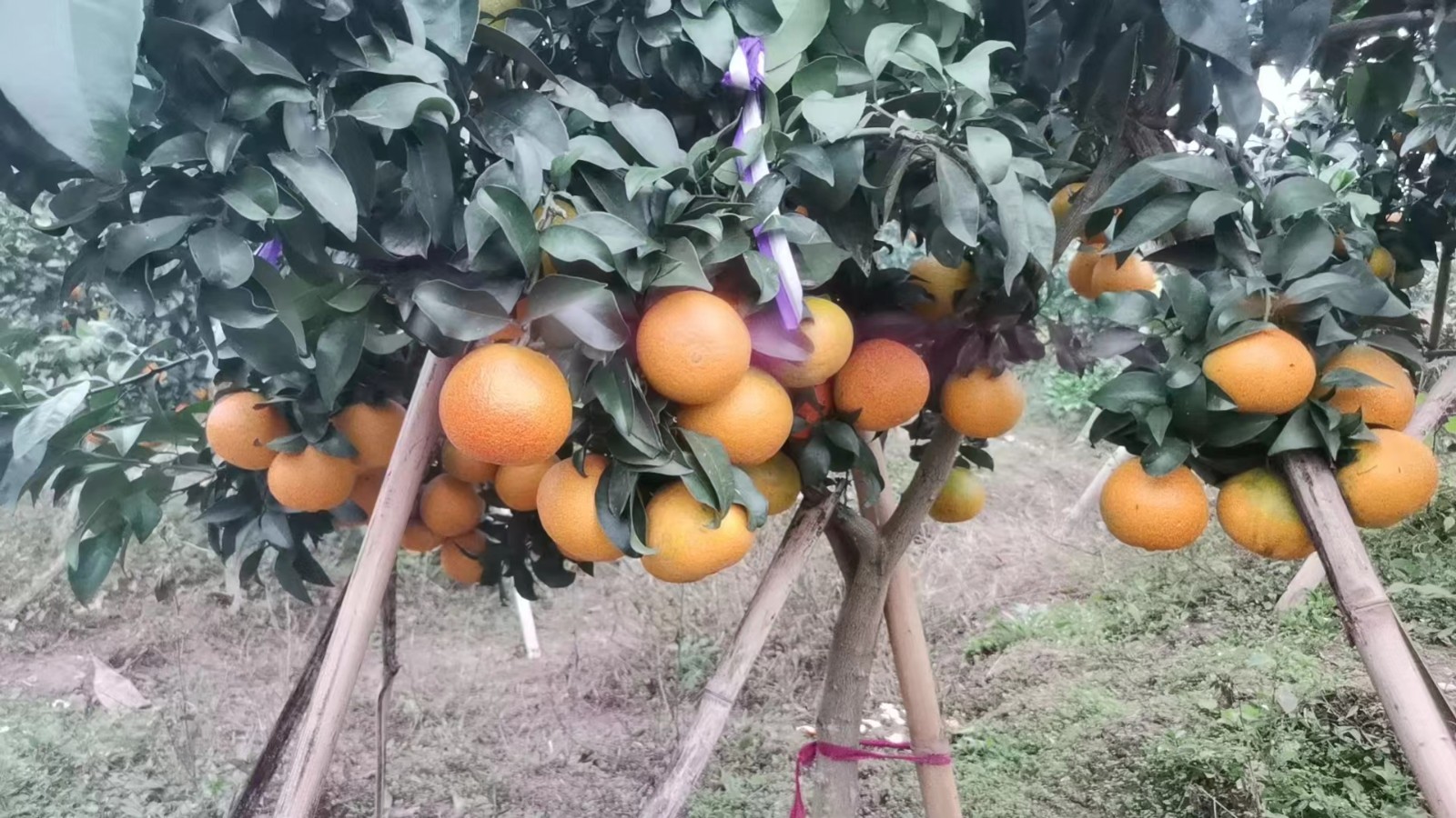 脐橙，长虹脐橙，柑橘，礼品装10斤/件