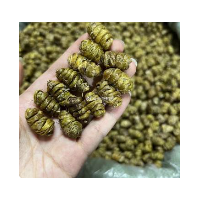 正宗铁皮石斛干条、铁皮石斛枫斗