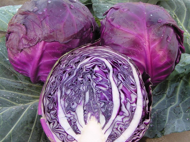 紫甘蓝特色蔬菜紫薇紫甘蓝包心菜春季秋季四季高产抗病蔬菜