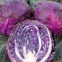 紫甘蓝特色蔬菜紫薇紫甘蓝包心菜春季秋季四季高产抗病蔬菜