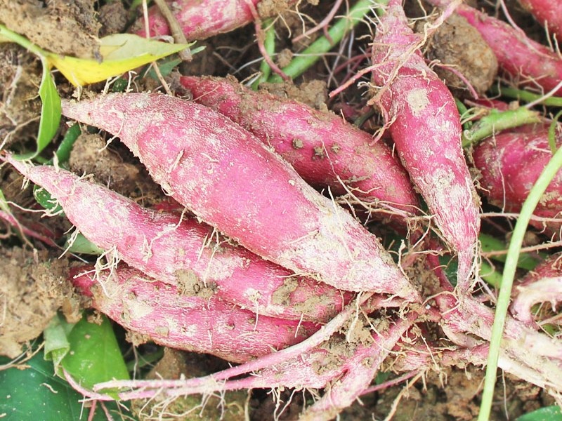 中果天目山小香薯临安蜜薯5斤板栗红薯新鲜黄心无筋糖心山芋沃容