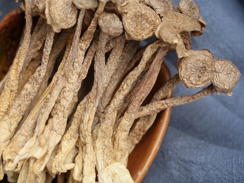 鹿茸菇鹿茸菌特级干货无碎鹿茸菇菌新鲜食用菌